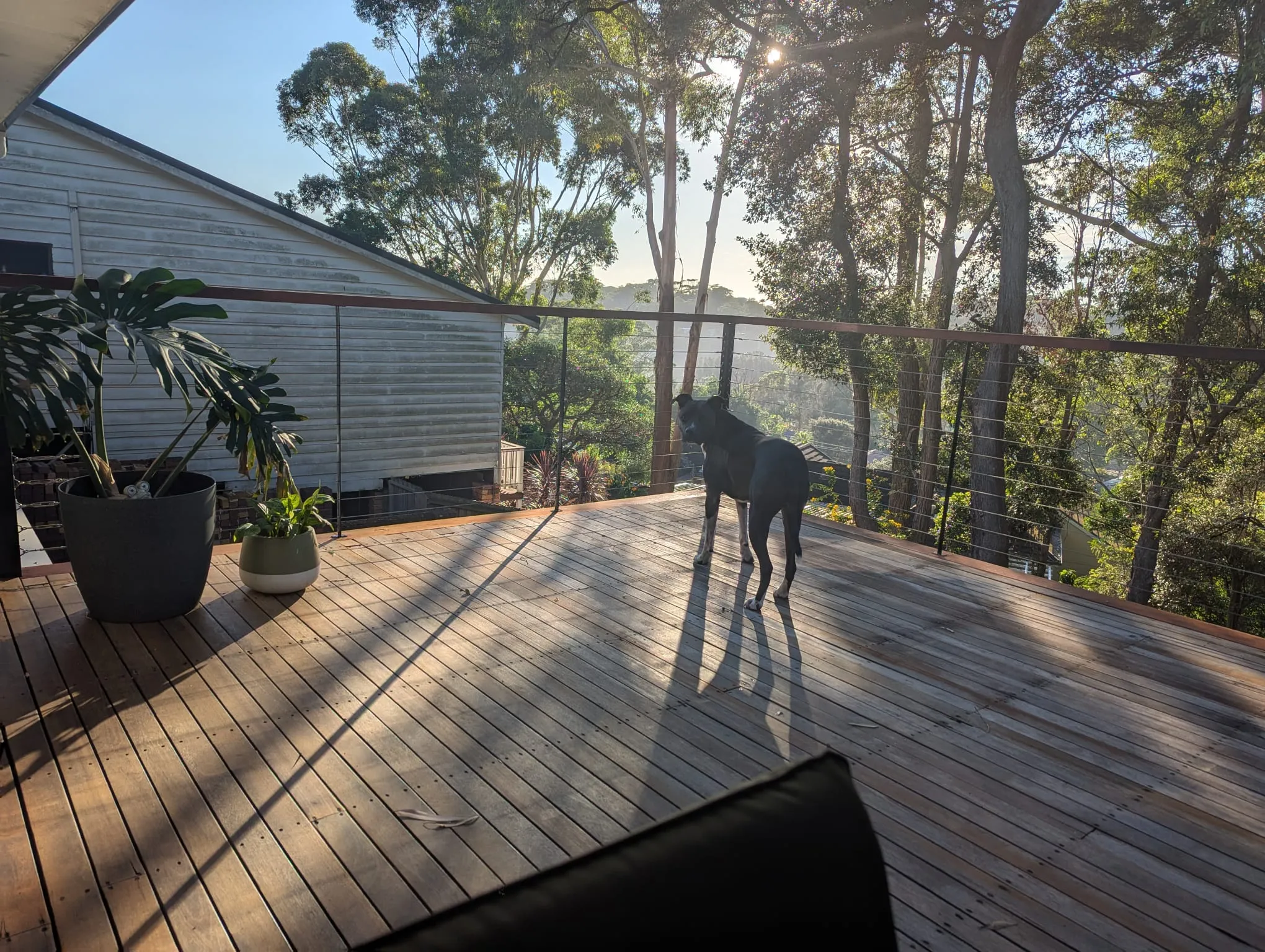 A freshly sanded timber deck with a minimal stainless balustrade, set among the treetops